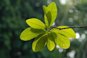 green leaves, leaves, foliage, close up, plant, nature, leaves, leaves, plant, plant, plant, plant, plant