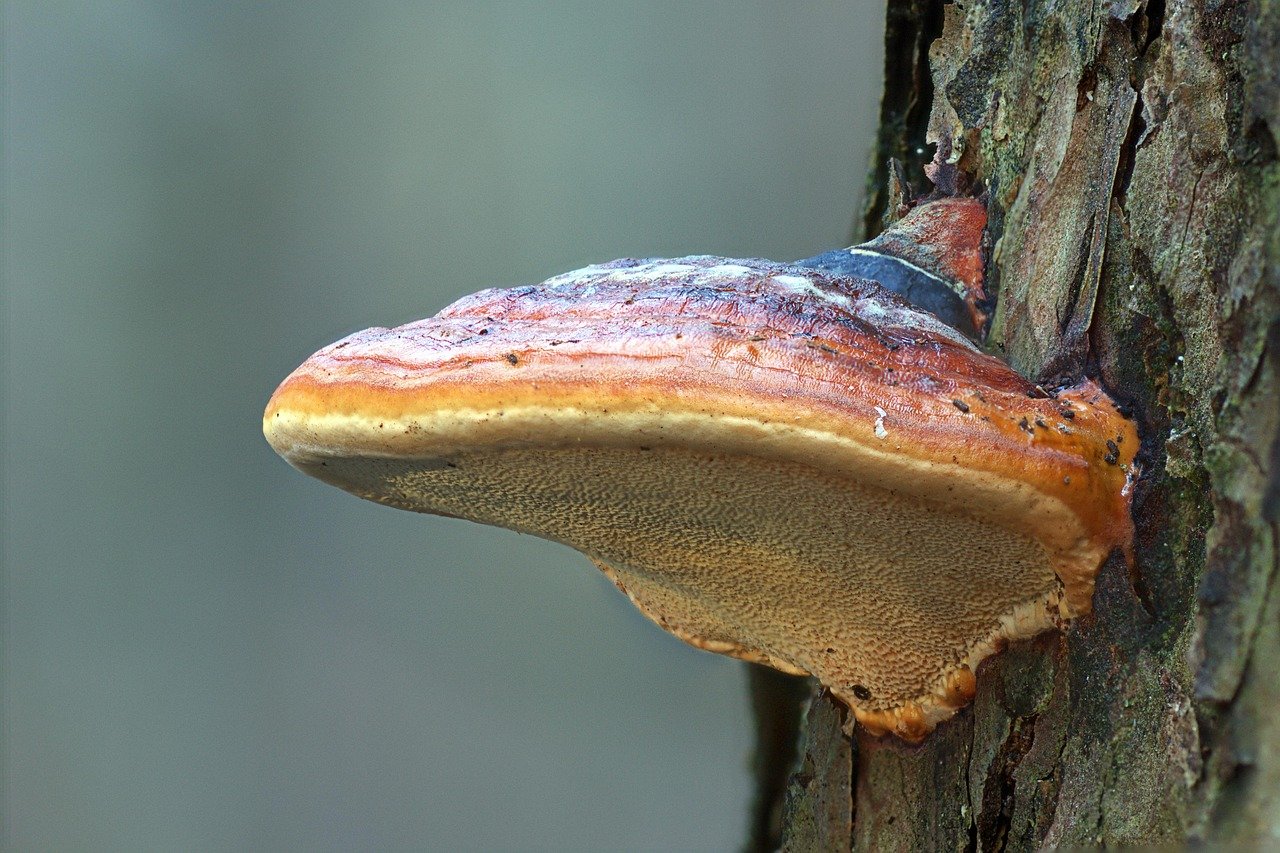 mushroom, reishi, tree mushroom, tramete, reddening tramete, saprophyte, decomposition, jaw, reishi, reishi, reishi, reishi, reishi